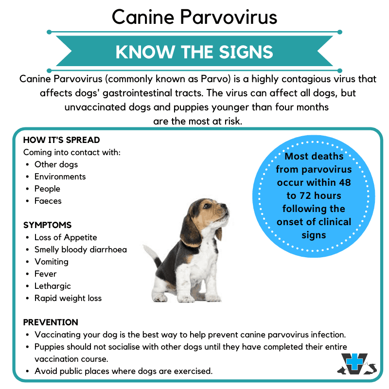 Canine Parvovirus Flyer - Know The Signs