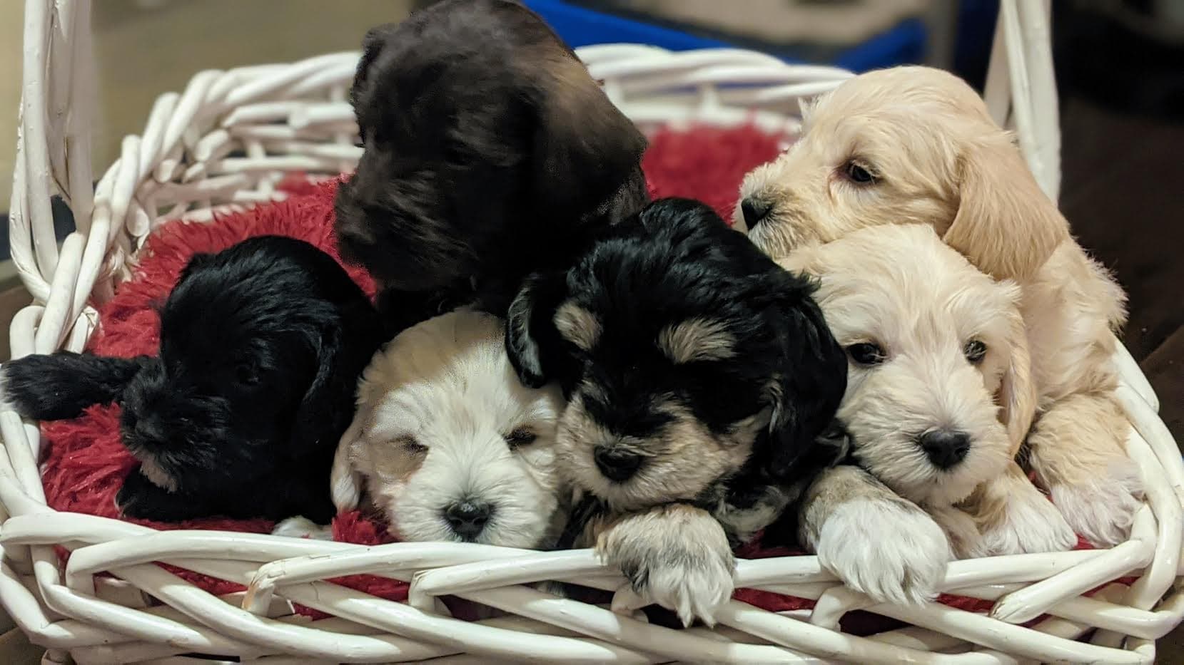 Miniature Schnauzer Puppies