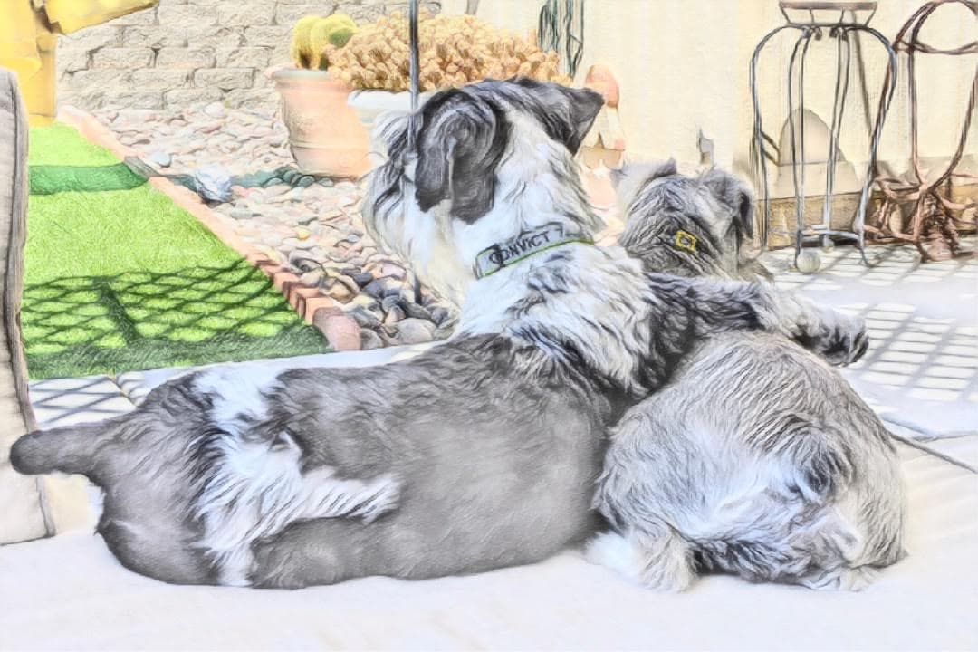 Texas Dreams Miniature Schnauzers