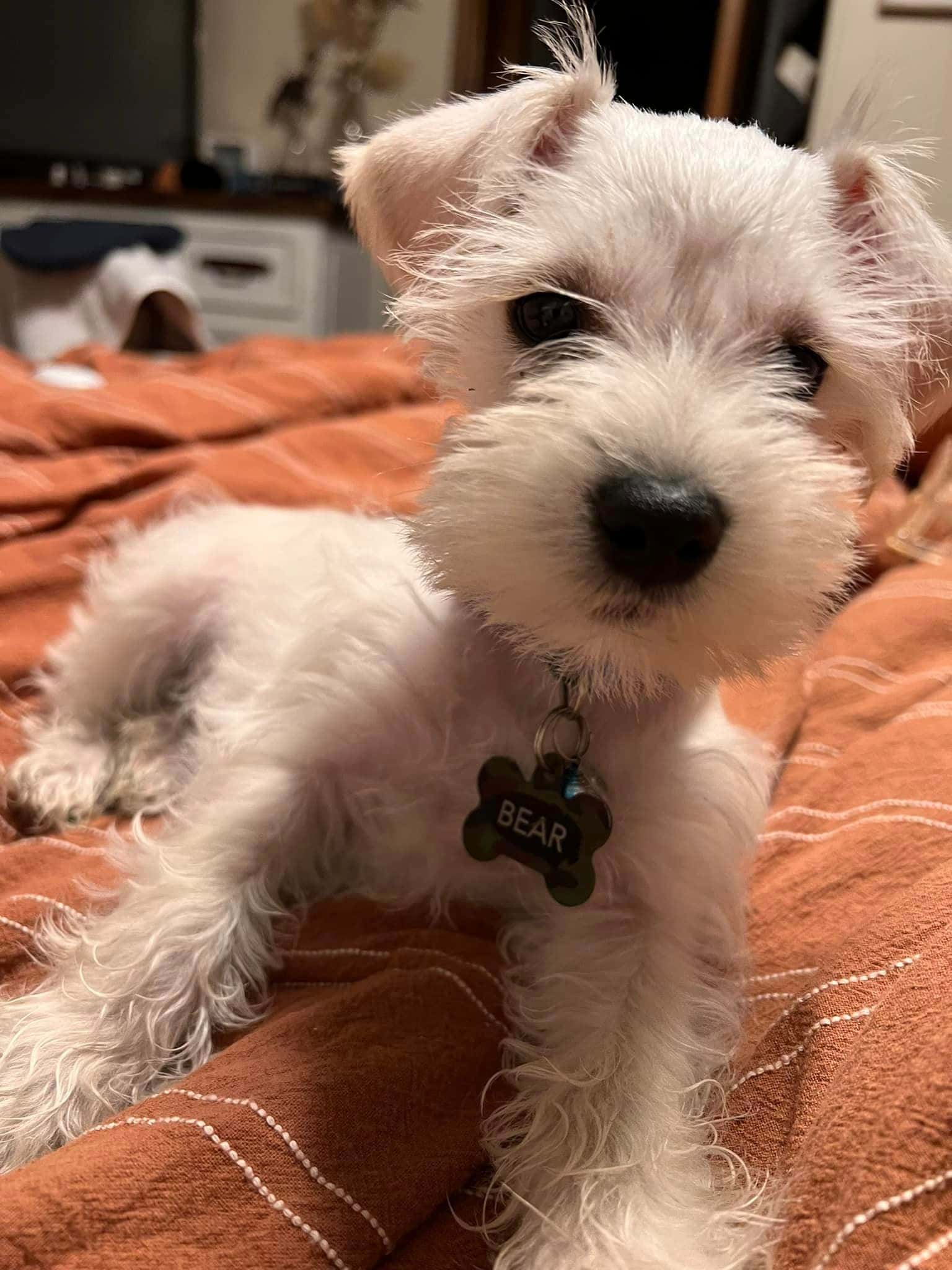 Miniature Schnauzer - Testimonial - Kirsten Supak