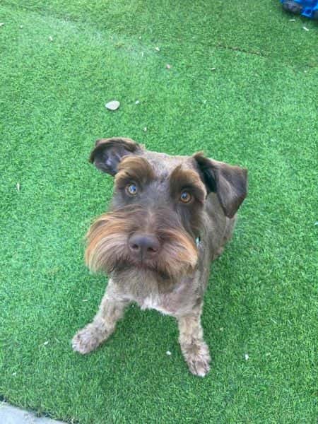 Miniature Schnauzer - Testimonial - Belinda Elliot