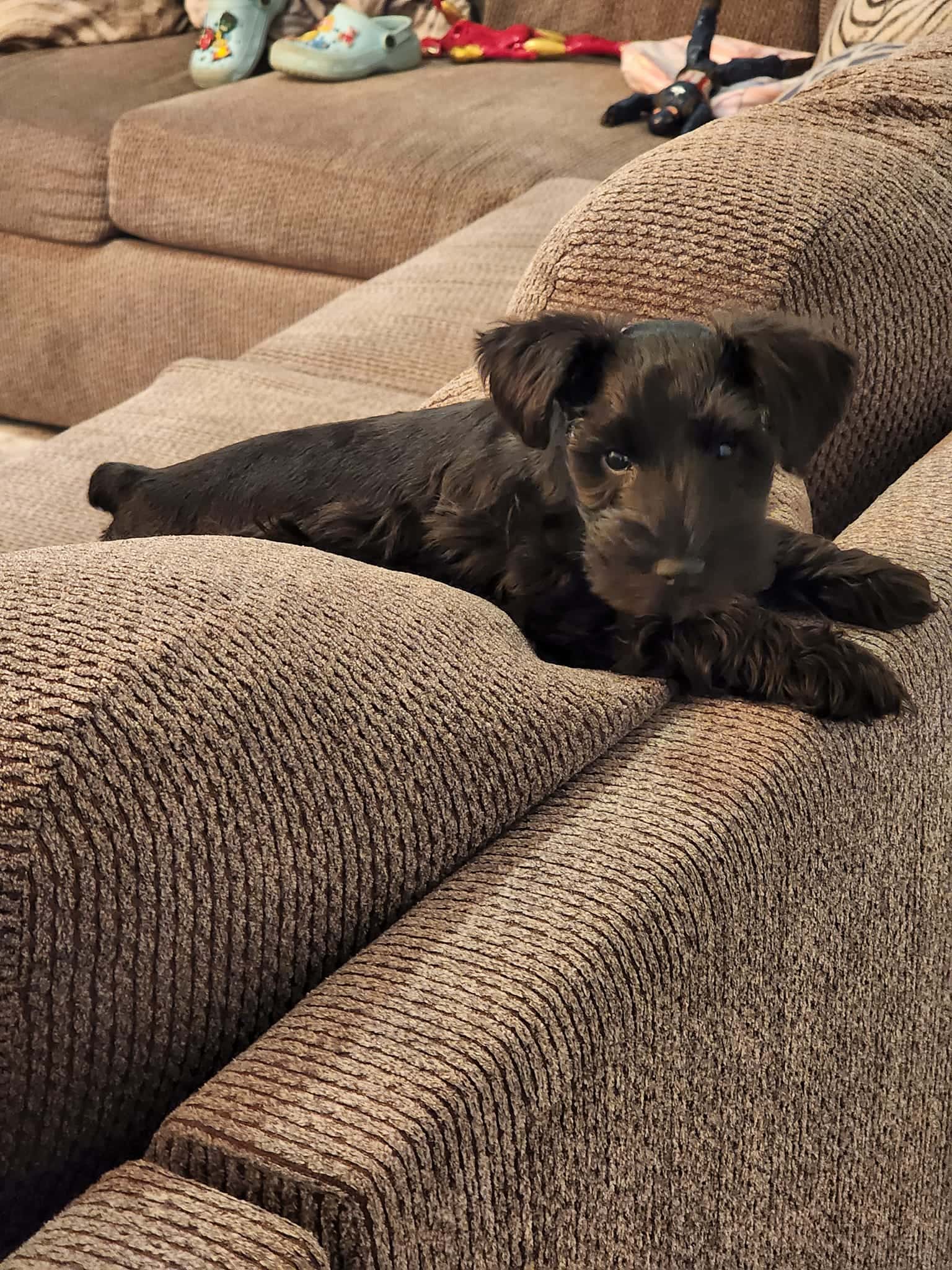 Miniature Schnauzer - Testimonial - Jennifer Ruiz