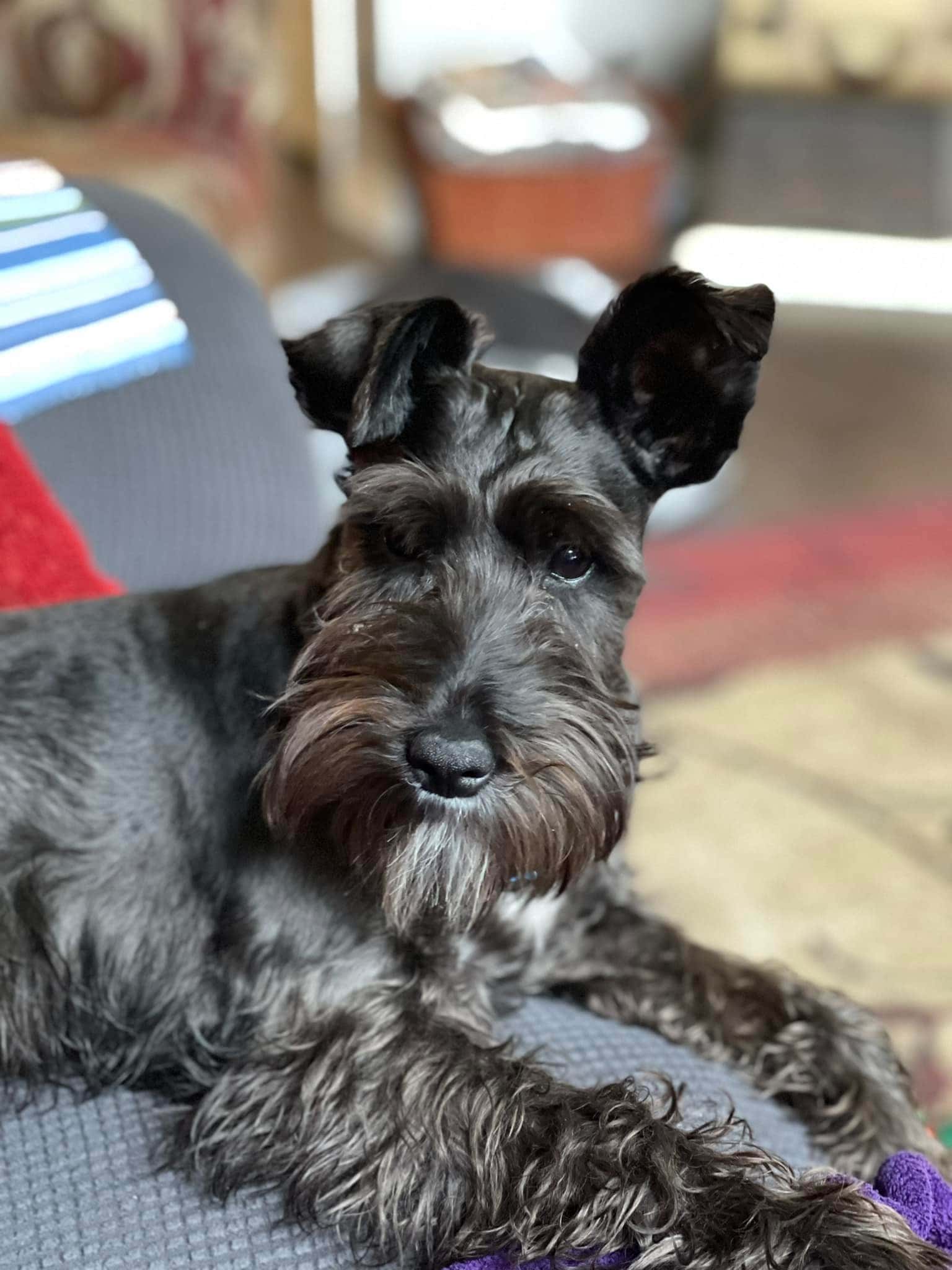 Miniature Schnazuer - Testimonial - Jeanna Thomas