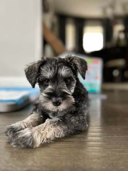 Miniature Schnauzer - Testimonial - Alexis Tortorella