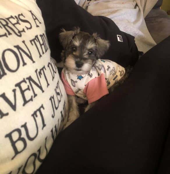 Miniature Schnauzer - Testimonial - Adriana Rubalcaba